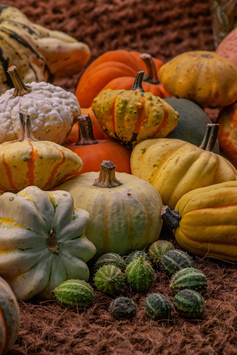 Harvest pumpkins